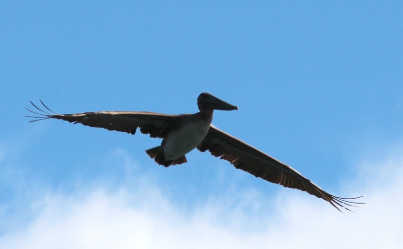Garibaldi wildlife – Pelicans